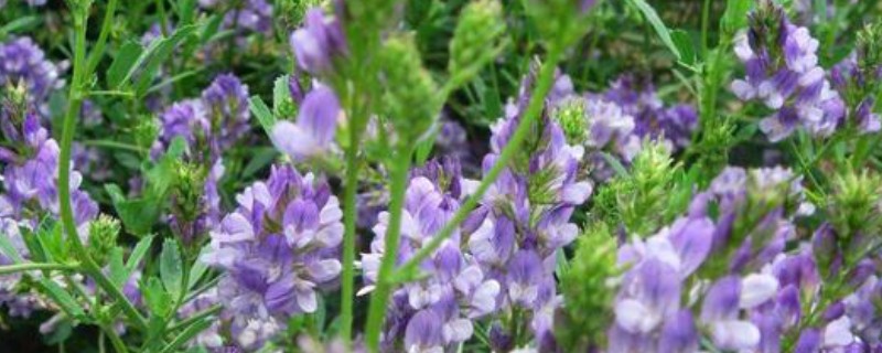 养羊的草种介绍，推荐紫花苜蓿、冬牧70黑麦草等