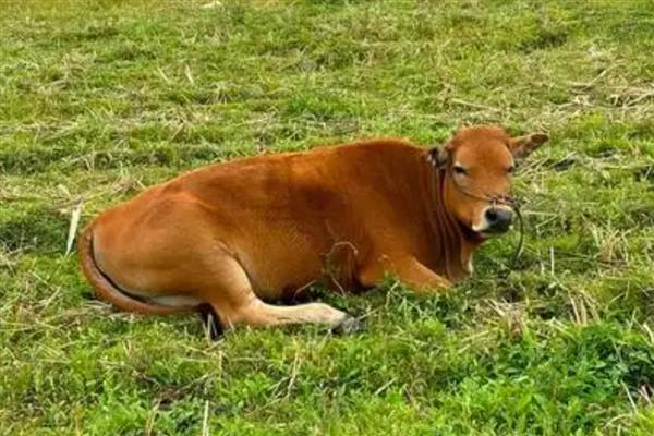 牛的尾巴像什么，像是鞭子、绳子