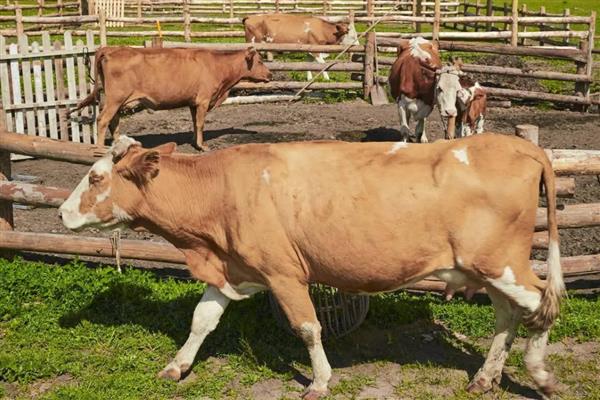 牛的尾巴像什么，像是鞭子、绳子