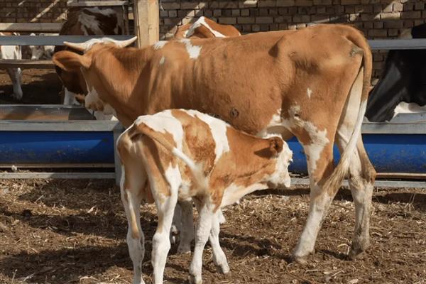 牛的尾巴像什么，像是鞭子、绳子