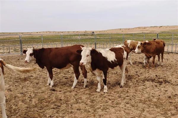 牛的尾巴像什么，像是鞭子、绳子