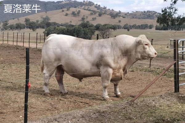 牛的尾巴像什么，像是鞭子、绳子