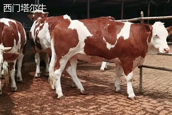 牛的尾巴像什么，像是鞭子、绳子