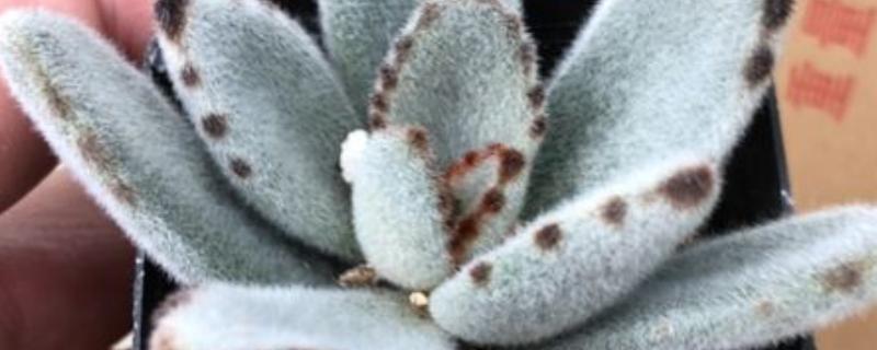 月兔耳的扦插方式，扦插前需进行砍头处理