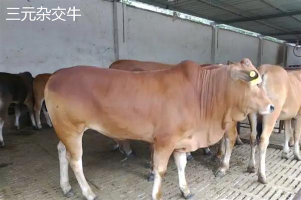 牛的尾巴像什么，像是鞭子、绳子