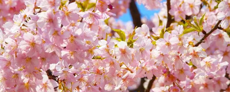 樱花什么时候开，一般在4月开花
