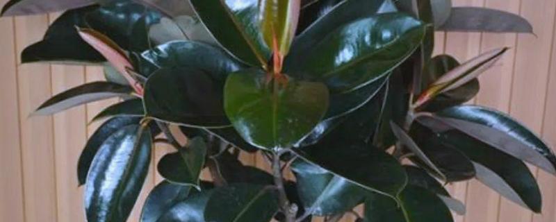 怎么修剪橡皮树，最佳修剪时间在4-5月