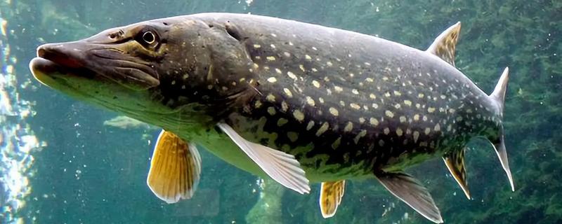 狗鱼的价格，一斤需要18-80元左右