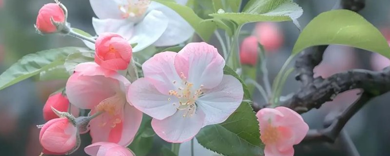 海棠花叶子发黄的原因和处理方法，可能是叶子发黄所致