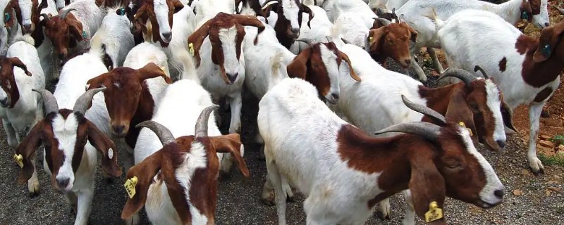 波尔山羊如何养殖，应选择正规厂家购买种羊