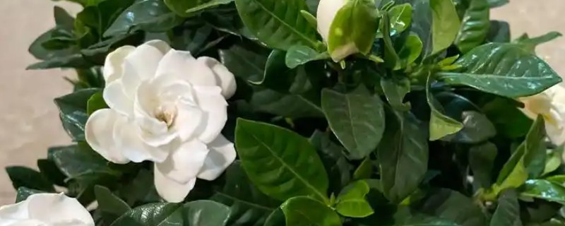 栀子花能浇啤酒吗，栀子花是可以浇啤酒