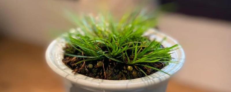 菖蒲怕不怕冷，菖蒲怕冷