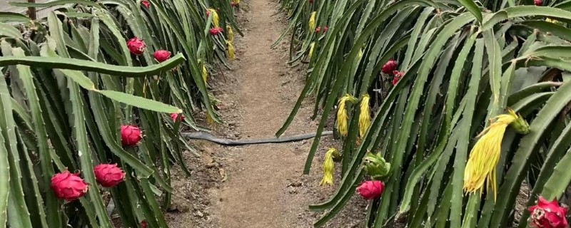 火龙果的生长习性，喜欢光照充足的环境