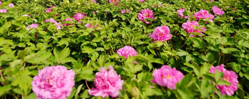 种牡丹为什么必须种芍药，两种花卉开放时会互传花粉