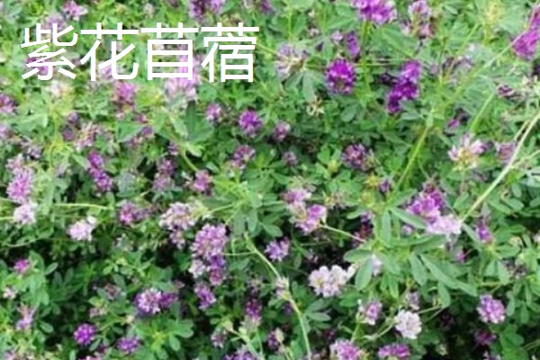 养羊的草种介绍，推荐紫花苜蓿、冬牧70黑麦草等