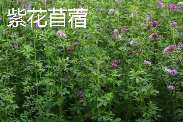养羊的草种介绍，推荐紫花苜蓿、冬牧70黑麦草等