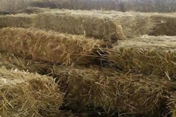 养羊的草种介绍，推荐紫花苜蓿、冬牧70黑麦草等