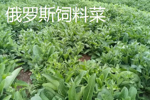 养羊的草种介绍，推荐紫花苜蓿、冬牧70黑麦草等