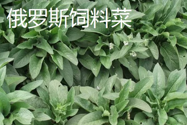 养羊的草种介绍，推荐紫花苜蓿、冬牧70黑麦草等