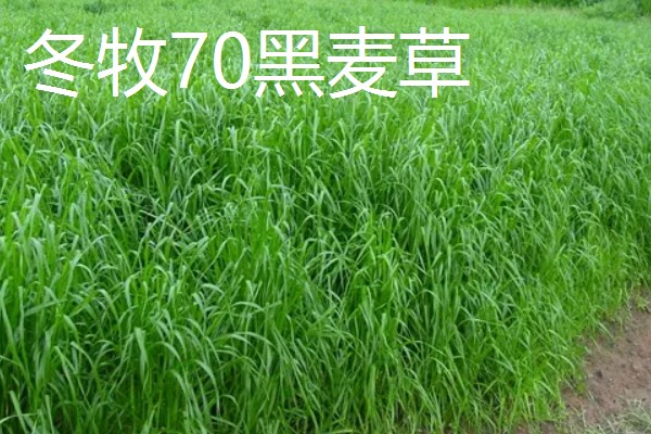 养羊的草种介绍，推荐紫花苜蓿、冬牧70黑麦草等