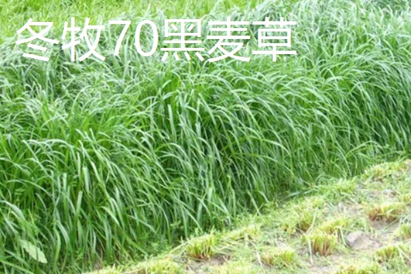 养羊的草种介绍，推荐紫花苜蓿、冬牧70黑麦草等