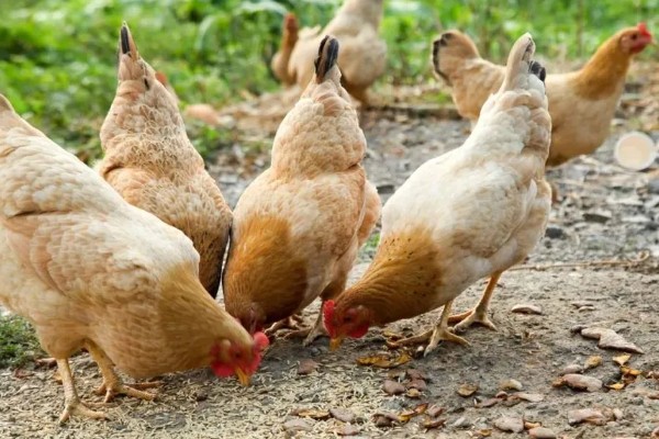 鸡毛能做什么，可以做成鸡毛毽子、装饰品等