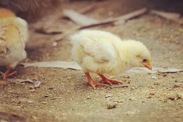 鸡毛能做什么，可以做成鸡毛毽子、装饰品等