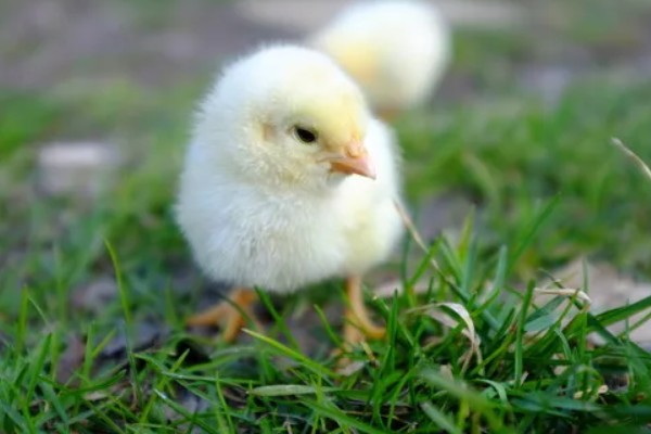 鸡毛能做什么，可以做成鸡毛毽子、装饰品等