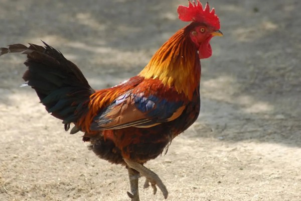 鸡毛能做什么，可以做成鸡毛毽子、装饰品等