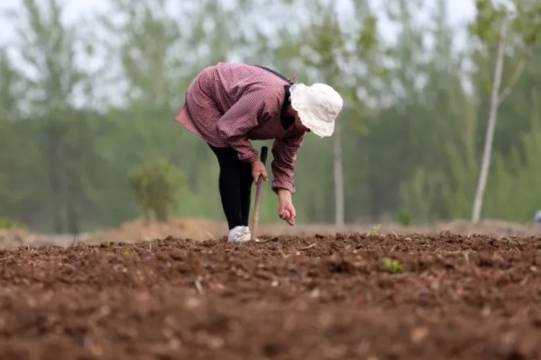 何首乌如何繁殖，可播种也可条播