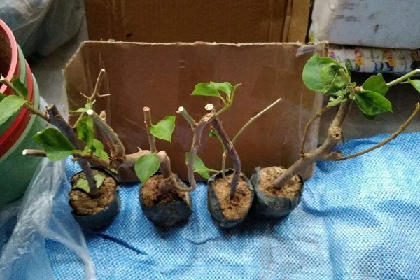 何首乌如何繁殖，可播种也可条播