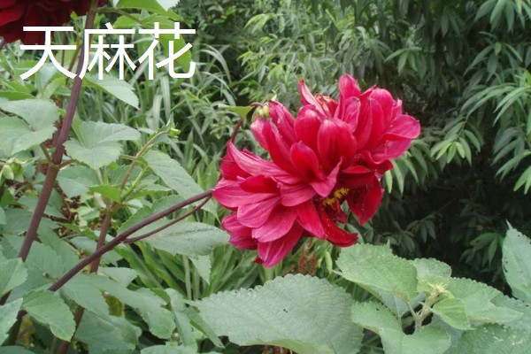 天麻花与大丽花的区别是什么，品种和花朵均不同