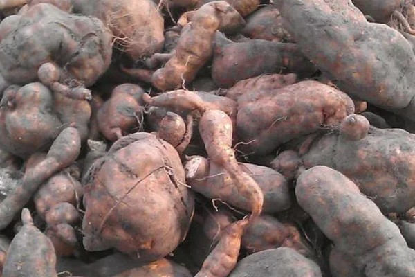 何首乌如何繁殖，可播种也可条播