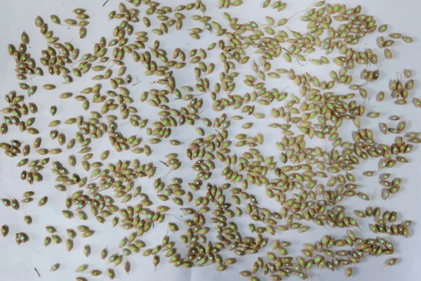 何首乌如何繁殖，可播种也可条播