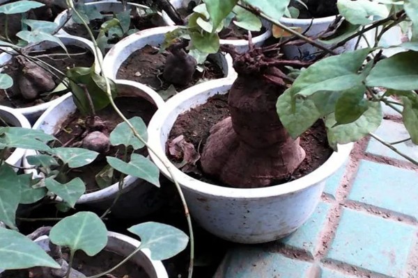 何首乌如何繁殖，可播种也可条播