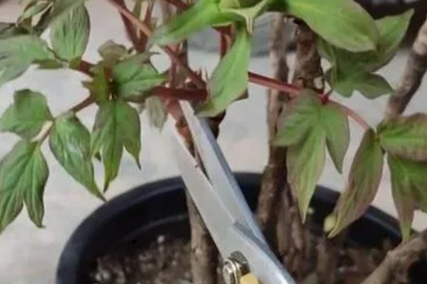 芍药花常见的病害及防治方法，有黑斑病、白绢病等