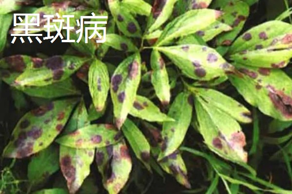 芍药花常见的病害及防治方法，有黑斑病、白绢病等