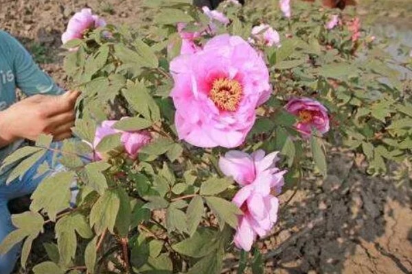 芍药花常见的病害及防治方法，有黑斑病、白绢病等