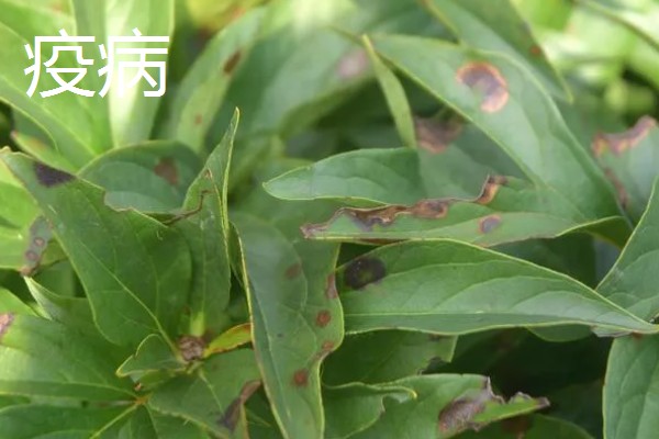 芍药花常见的病害及防治方法，有黑斑病、白绢病等