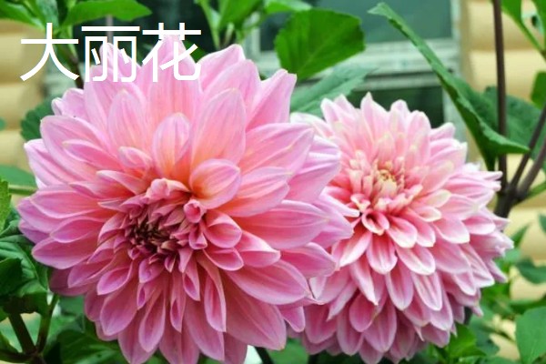 天麻花与大丽花的区别是什么，品种和花朵均不同