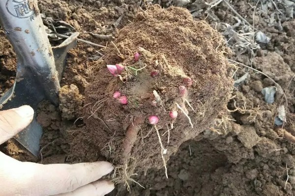 芍药花常见的病害及防治方法，有黑斑病、白绢病等