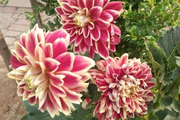 天麻花与大丽花的区别是什么，品种和花朵均不同