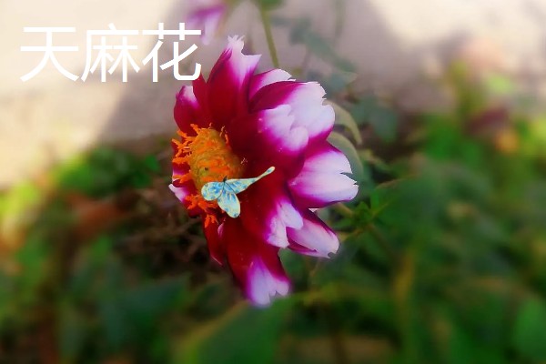 天麻花与大丽花的区别是什么，品种和花朵均不同