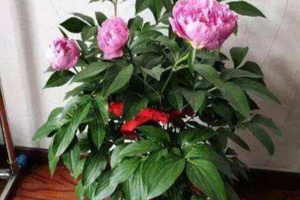 芍药花常见的病害及防治方法，有黑斑病、白绢病等