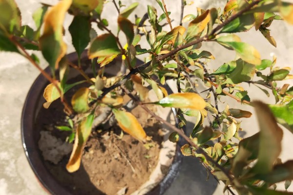 海棠花叶子发黄的原因和处理方法，可能是叶子发黄所致