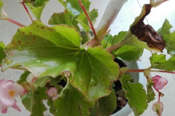 海棠花叶子发黄的原因和处理方法，可能是叶子发黄所致