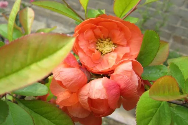 海棠花叶子发黄的原因和处理方法，可能是叶子发黄所致