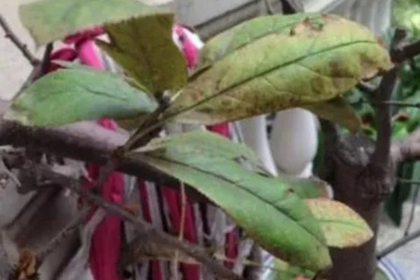 海棠花叶子发黄的原因和处理方法，可能是叶子发黄所致