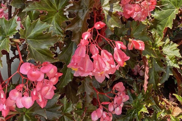 海棠花叶子发黄的原因和处理方法，可能是叶子发黄所致