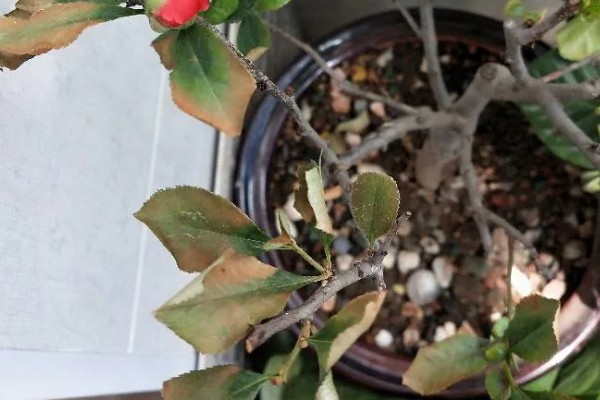 海棠花叶子发黄的原因和处理方法，可能是叶子发黄所致